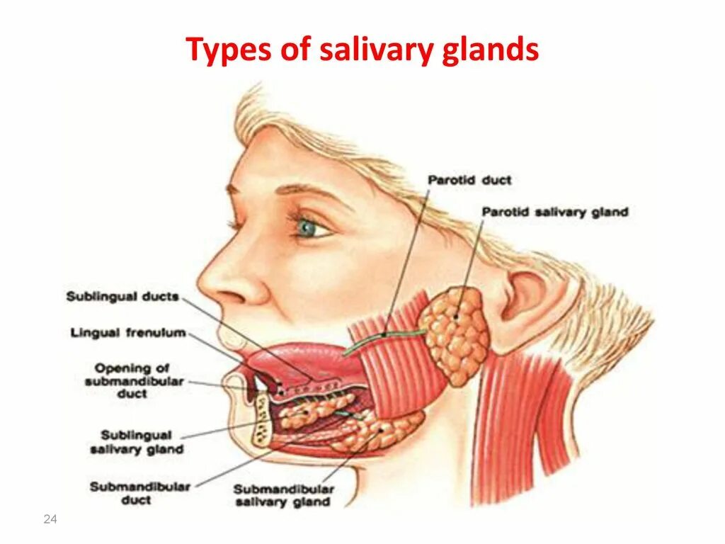 Слюнных желез у человека. Соленая слюна во рту