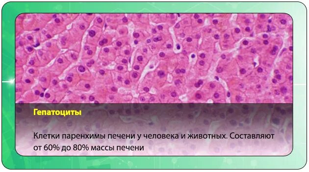 Клетки печени гепатоциты. Печеночные клетки гепатоциты. Гепатоциты печени строение. Клетка печени гепатоцит.