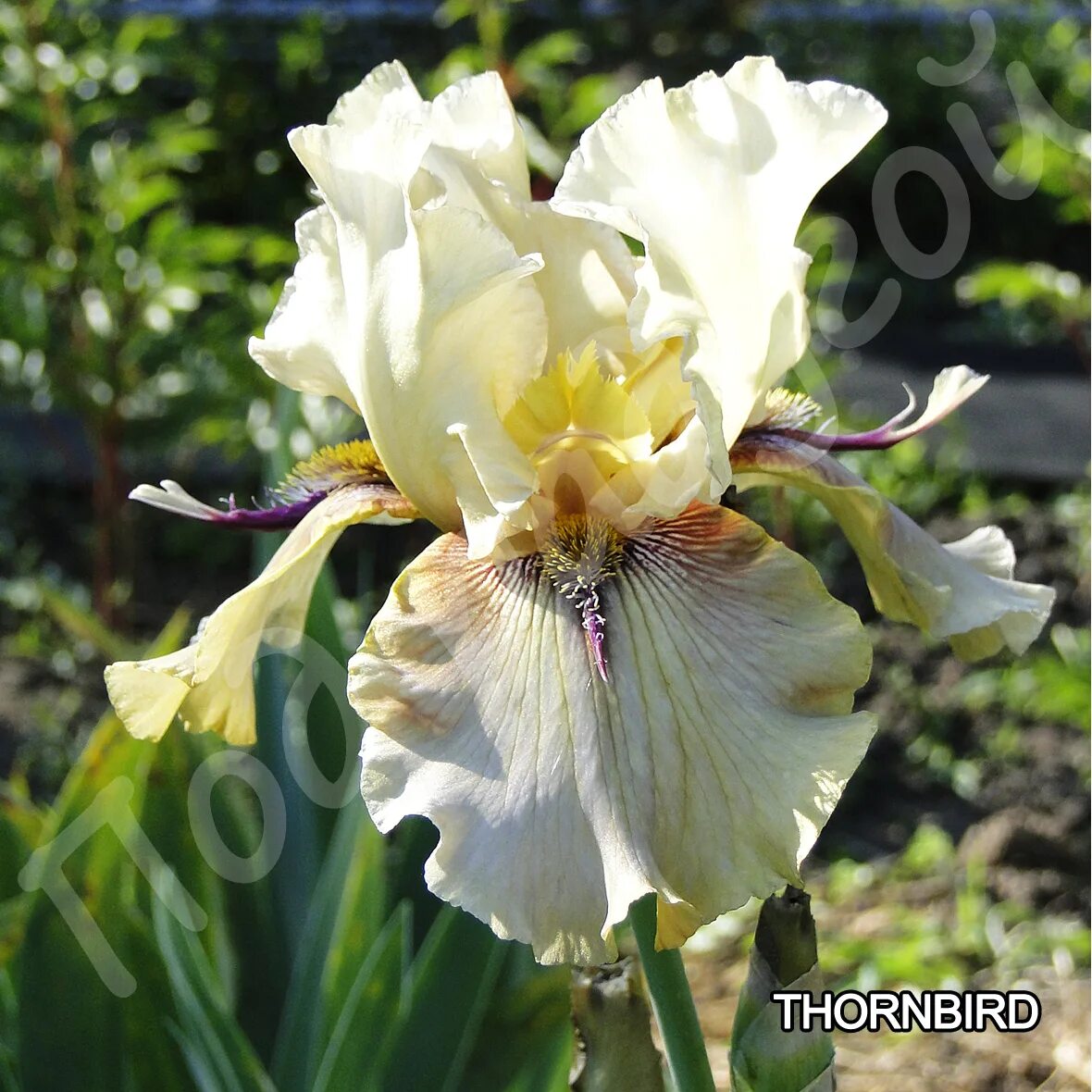 Iris 0.5 1
