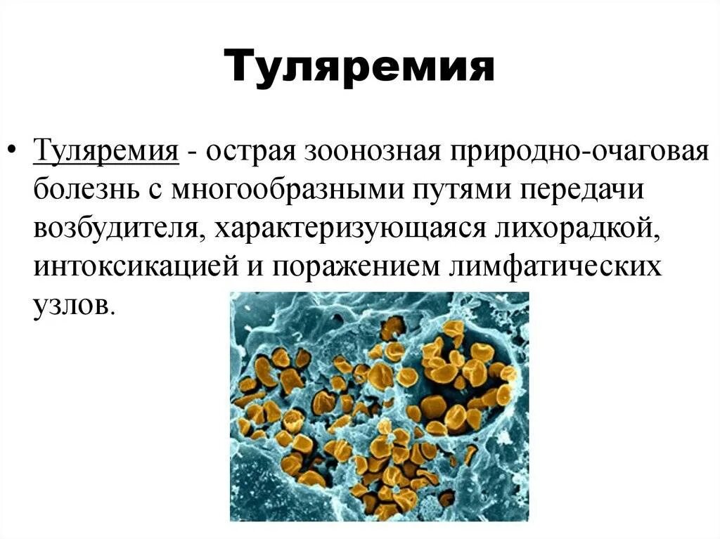 Африканская чума свиней. Бубонная чума проявление. Возбудитель francisella tularensis. Африканская чума в приморском крае. Клинические синдромы туляремии.