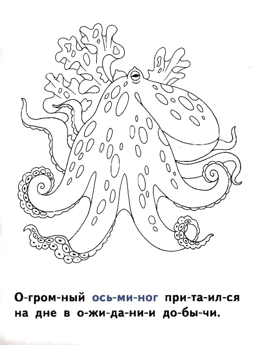 загадка про осьминога