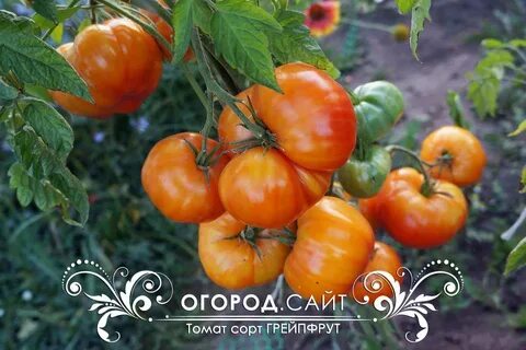Томат грейпфрут характеристика и описание и отзывы