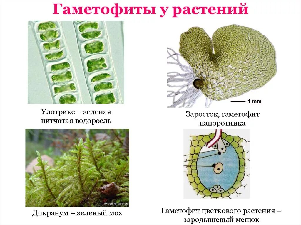 Гаметофит зеленых водорослей чем представлен