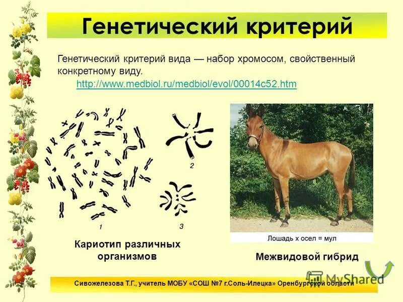 Генетический примеры биология. Свойства генетического кода примеры. Генетический примеры биология. Генетический примеры биология. Генетическая изоляция это в биологии.