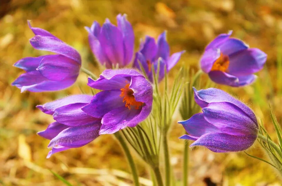 Первоцветы какие цветы. Первоцветы (подснежники, крокусы, гиацинты).. Медуница с крокусами. Крокус ветреница, Подснежник,Медуница. Примула Подснежник.