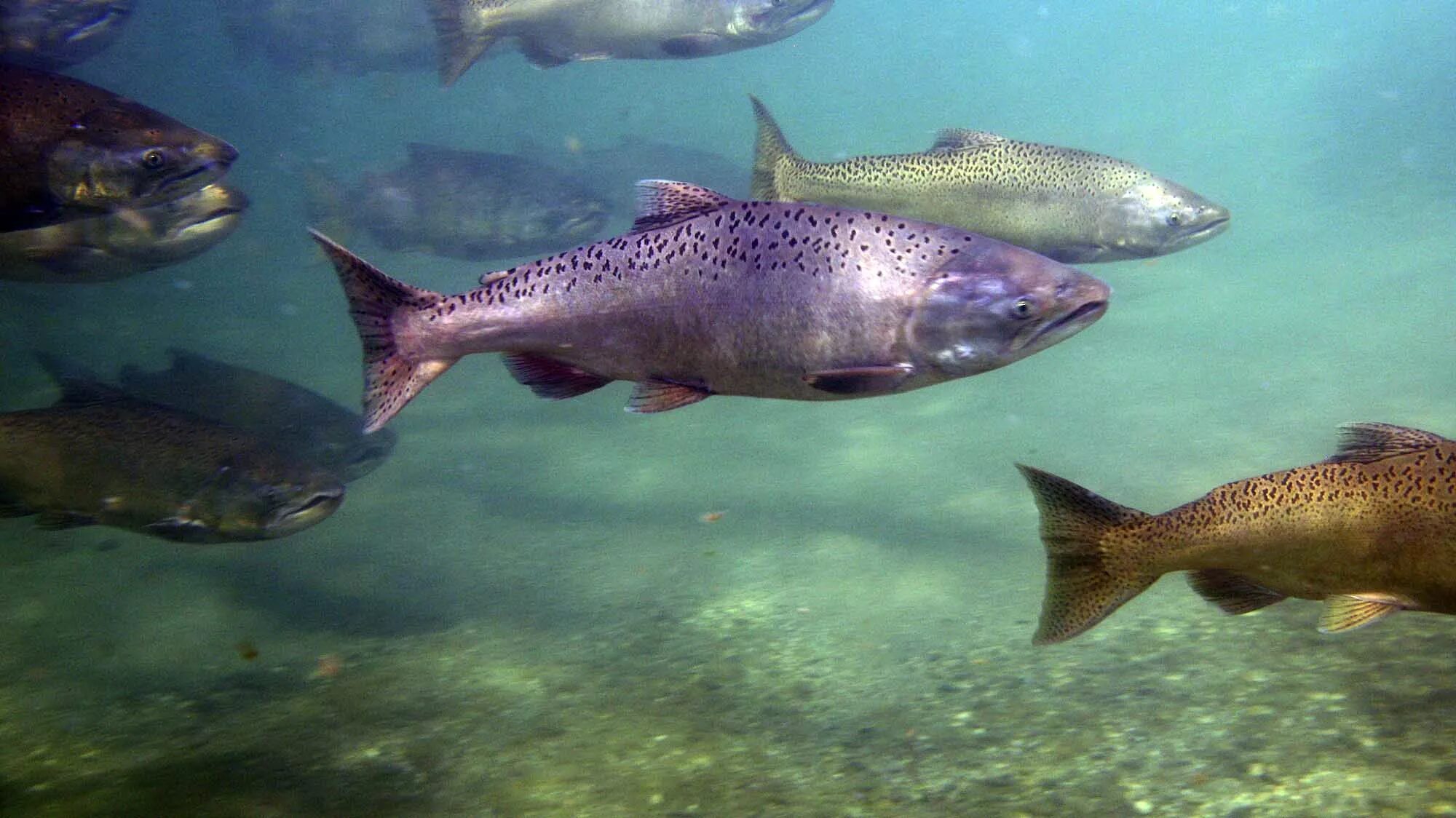 Чавыча Oncorhynchus tshawytscha. Чавыча на нересте. Чавыча (Oncorhynchus tschawytscha). Чавыча аквакультура. Рыбы в чистой воде сонник