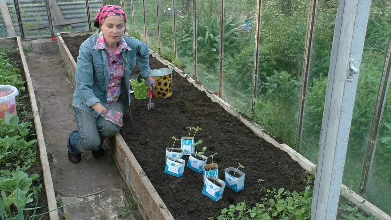 Высадка арбуза в грунт. Арбуз в огороде. Арбуз на даче. Посадка арбуза. Садим арбузы на даче.