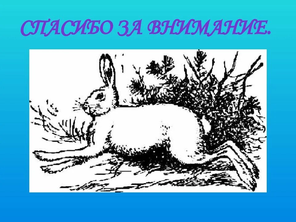 Пришвин заяц Русак. Пришвин синий лапоть. Зайцы лапы Паустовский. Синий лапоть пришвин иллюстрации.