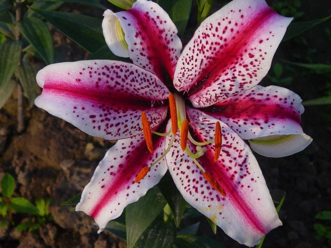 Лилия экзотика. Лилия бейджинг мун. Лилия от гибрид exotic sun. Лилия от гибрид exotic sun. Лилия экзотика.