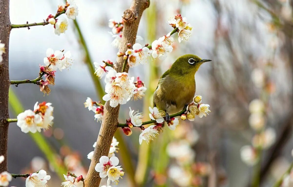 Самая первая птица весной. Весенние птички. Птицы весной.