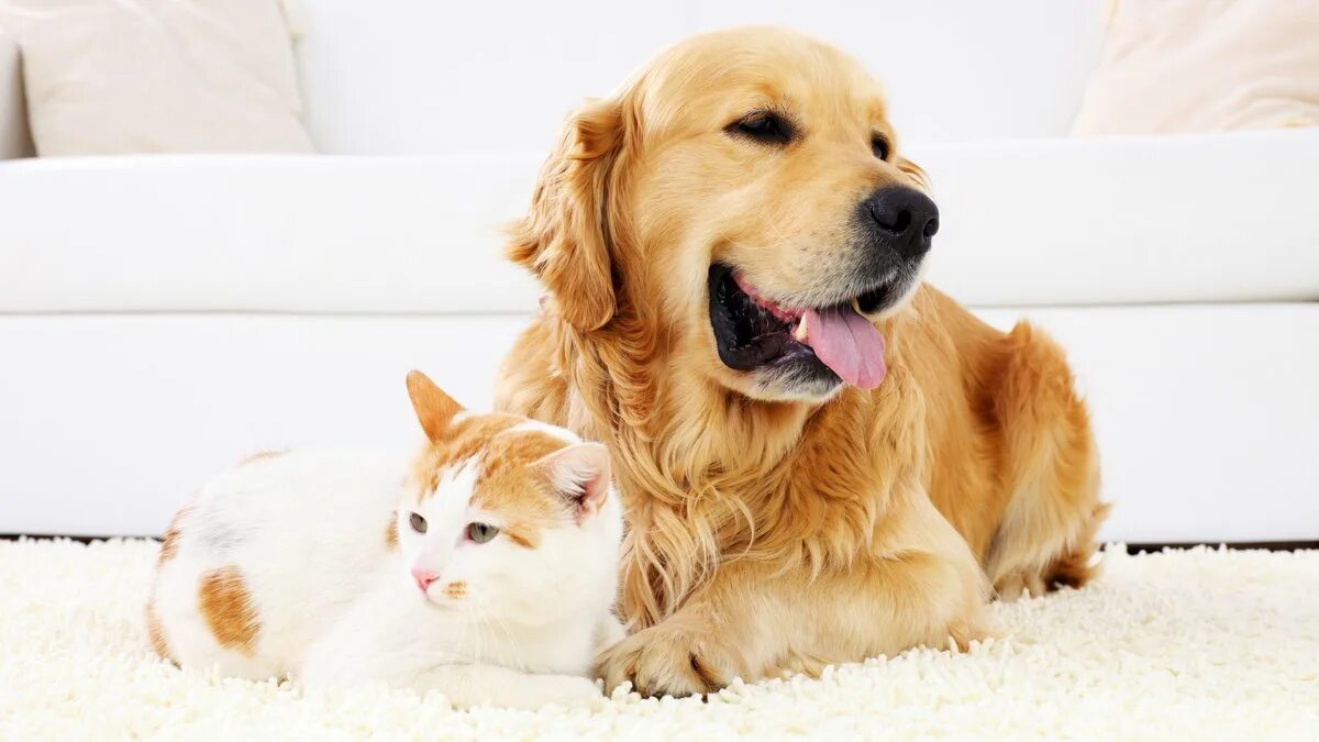 How to get a pet