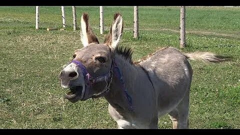 Үлкен жұп пен жас қыздың порносын көріңіз