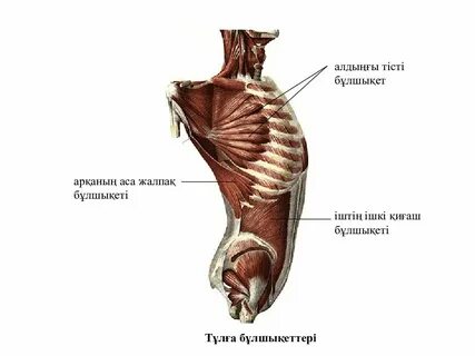 Масохисттердің секс-шок видеосы