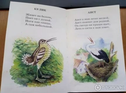 Здравствуйте птицы