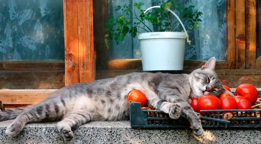 Можно котам помидор