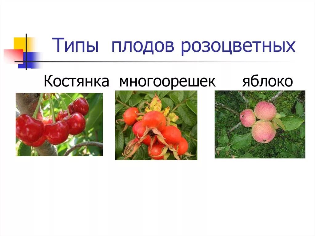 Плод костянка семейство. Тип плода семейства розоцветных. Типы плодов семейства розоцветных. Тип плода розоцветных растений. Многоорешек плод Розоцветные.