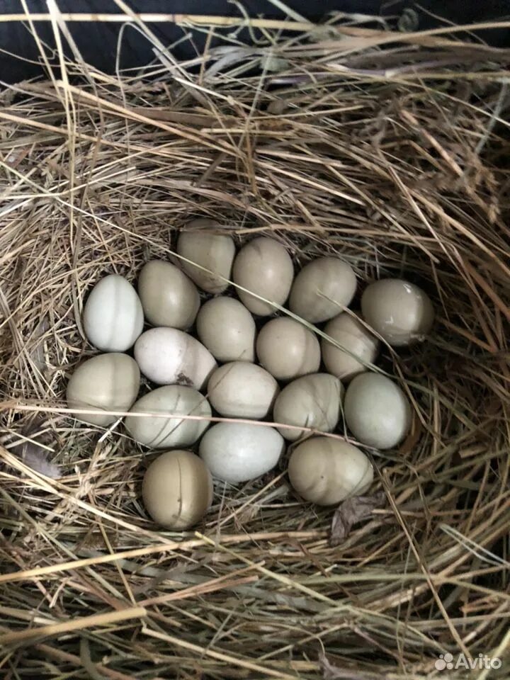 Яйцо фазана. Яички фазана. Размер яйца фазана. Фазан птица яйца.