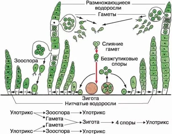 Преобладающее поколение у водорослей. Улотрикс цикл размножения. Жизненный цикл водорослей улотрикс. Улотрикс гаметы. Размножение водорослей спорофит гаметофит.