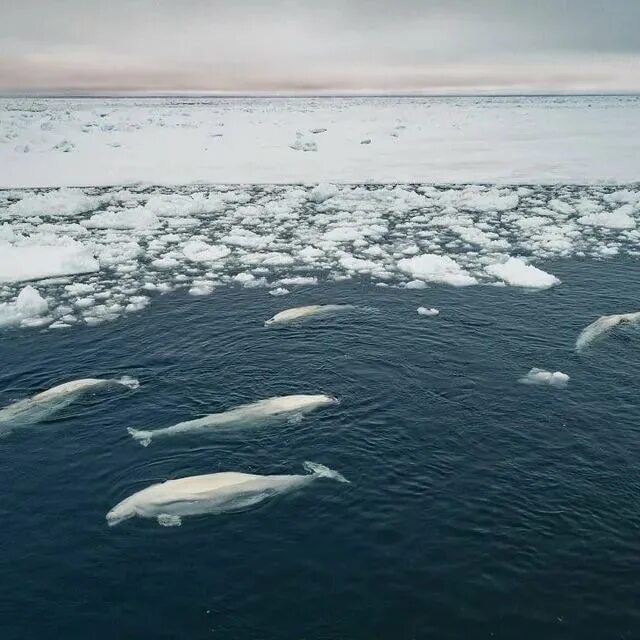 Самый большой остров северного ледовитого. Море Лаптевых Белуха. Арктика море Лаптевых. Море Лаптевых Гренландский кит. Рыбы моря Лаптевых.