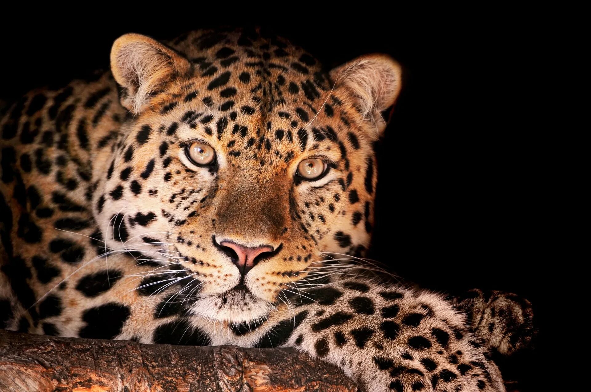 Изображение. Леопард Мексас. Леопард леопард леопард. Красивый леопард. Леопард морда.