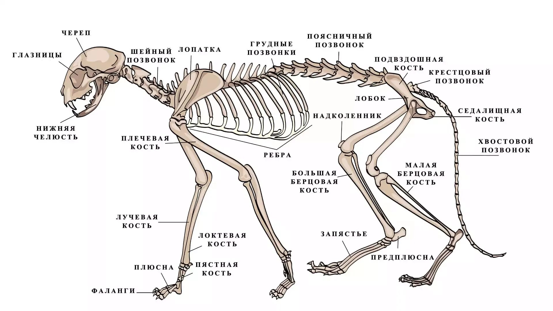 Скелет задних конечностей у млекопитающих. Скелет кота строение спереди. Скелет кошки с названием костей. Анатомия костей задних конечностей кошки. Скелет кошки с описанием костей.
