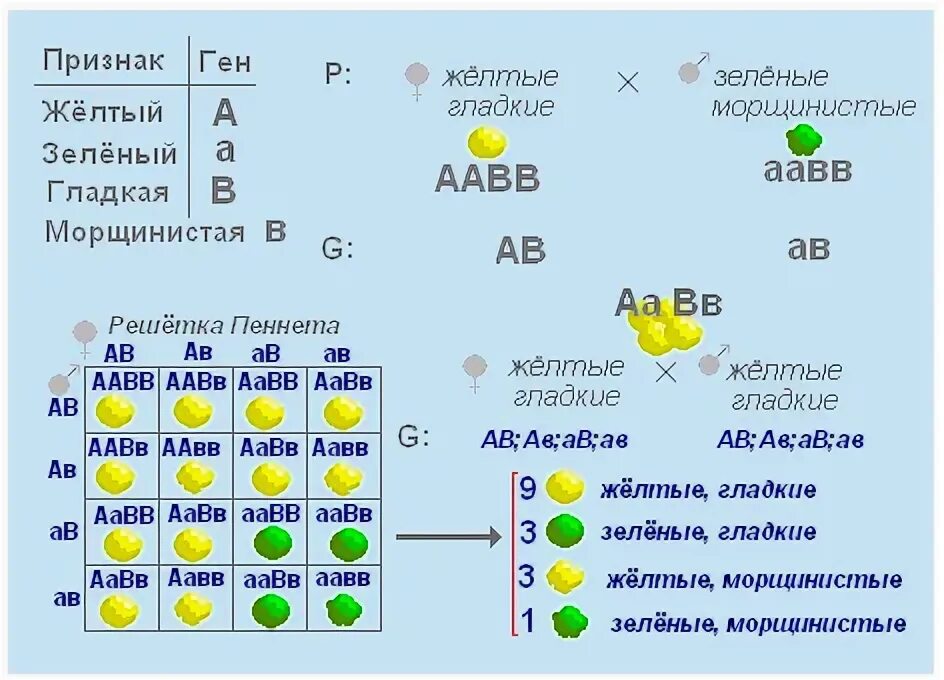 Расщепление по генотипу при дигибридном. Законы Менделя третий закон. Решетка Пеннета 3 закон Менделя. Третий закон Менделя расщепление по генотипу. 3 Закон Менделя дигибридное скрещивание.