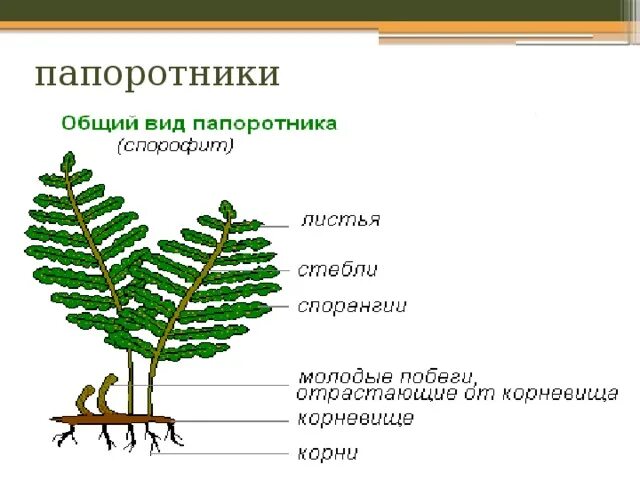 Жизненные формы папоротниковидных приведите примеры Папоротникообразные растения
