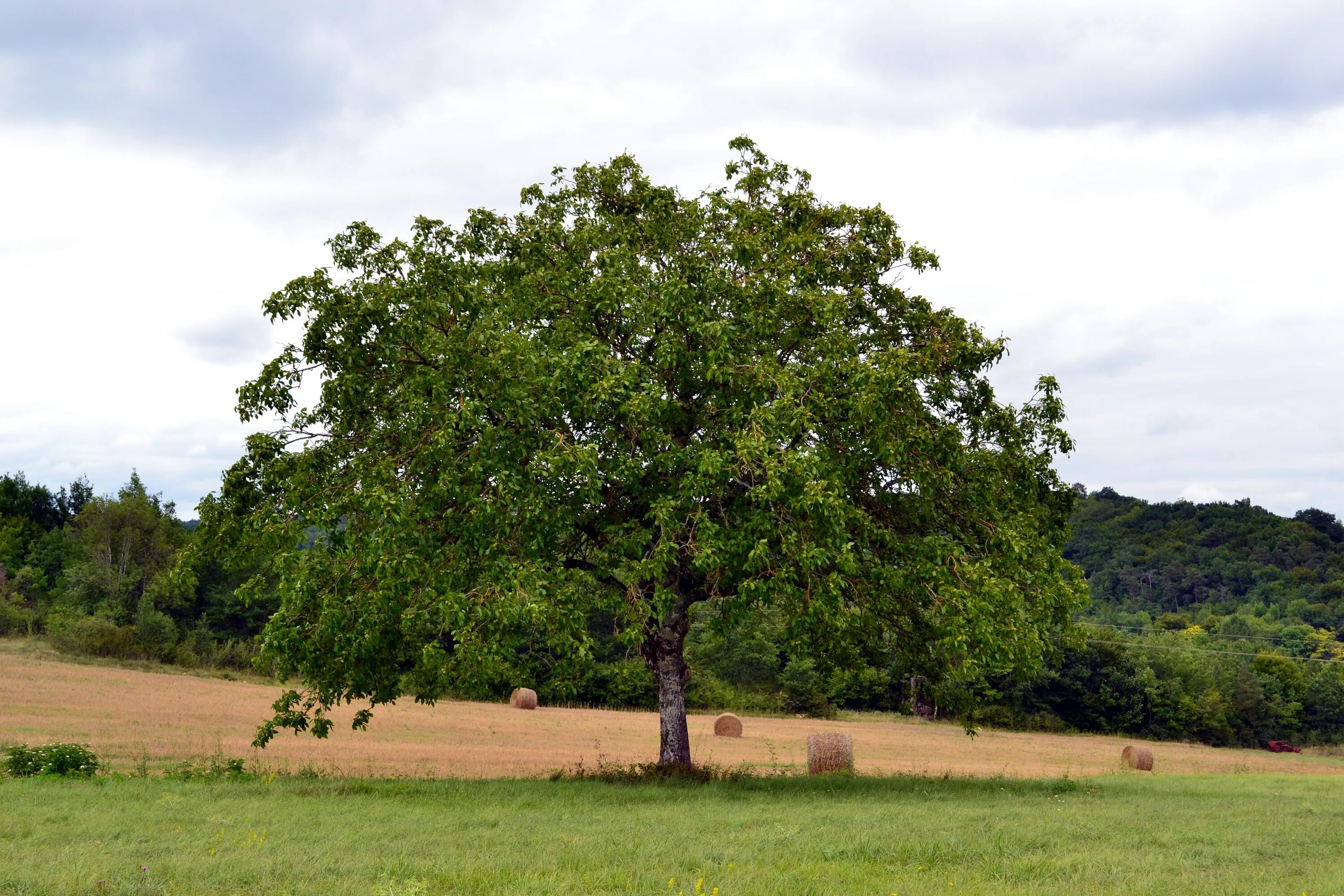 File:HD Echte Walnuss Juglans regia.JPG - Wikimedia Commons