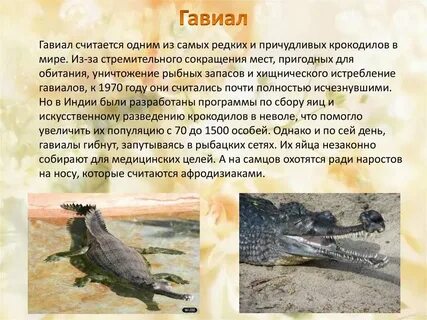 Крокодил 2 класс
