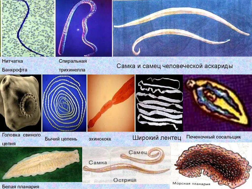 Виды глистов. Плоские черви бычий цепень. Паразитические черви гельминты и глисты. Бычий цепень и человеческая аскарида.