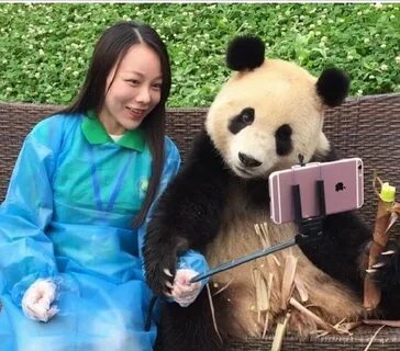 Китайский panda