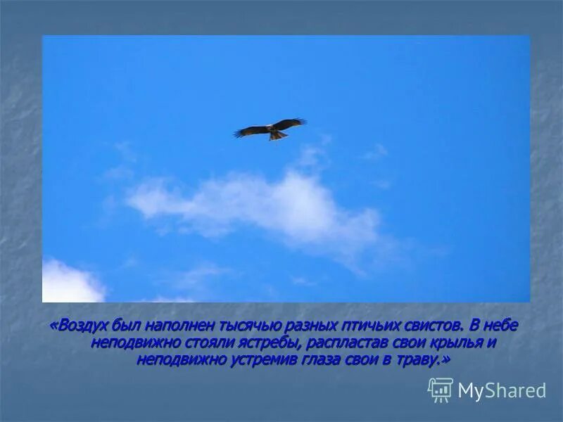 Степной воздух наполненный тысячью разных. Степной воздух наполненный тысячью разных. Вечернее поле с деревьями. Лошади на рассвете. В небе неподвижно стояли ястребы распластав.