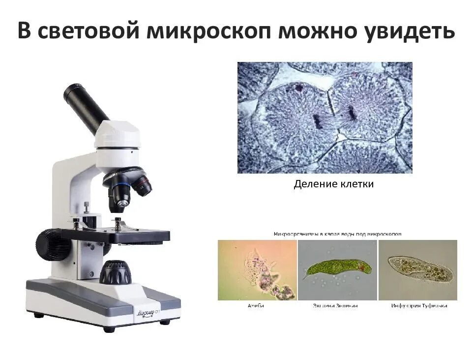 Проект что можно увидеть в световой микроскоп Увидеть под световым микроскопом