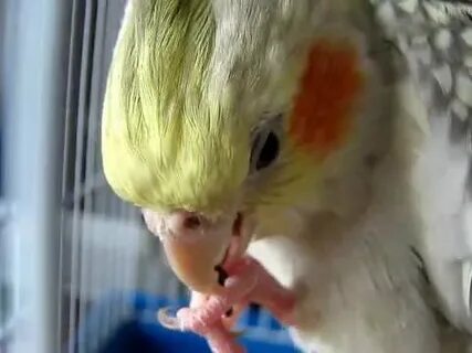 Свист для попугая кореллы
