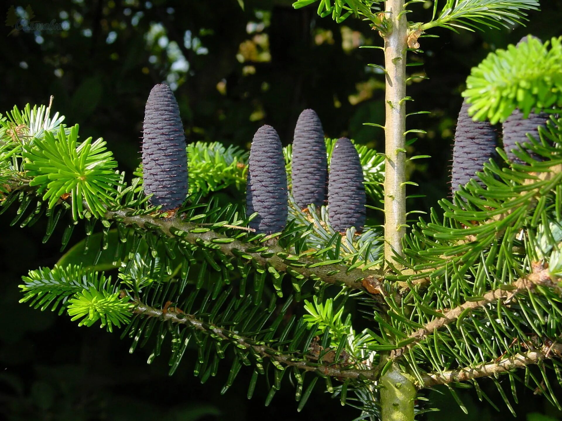 Файл:Abies cephalonica Kefalonia.JPG - Вікіпедія