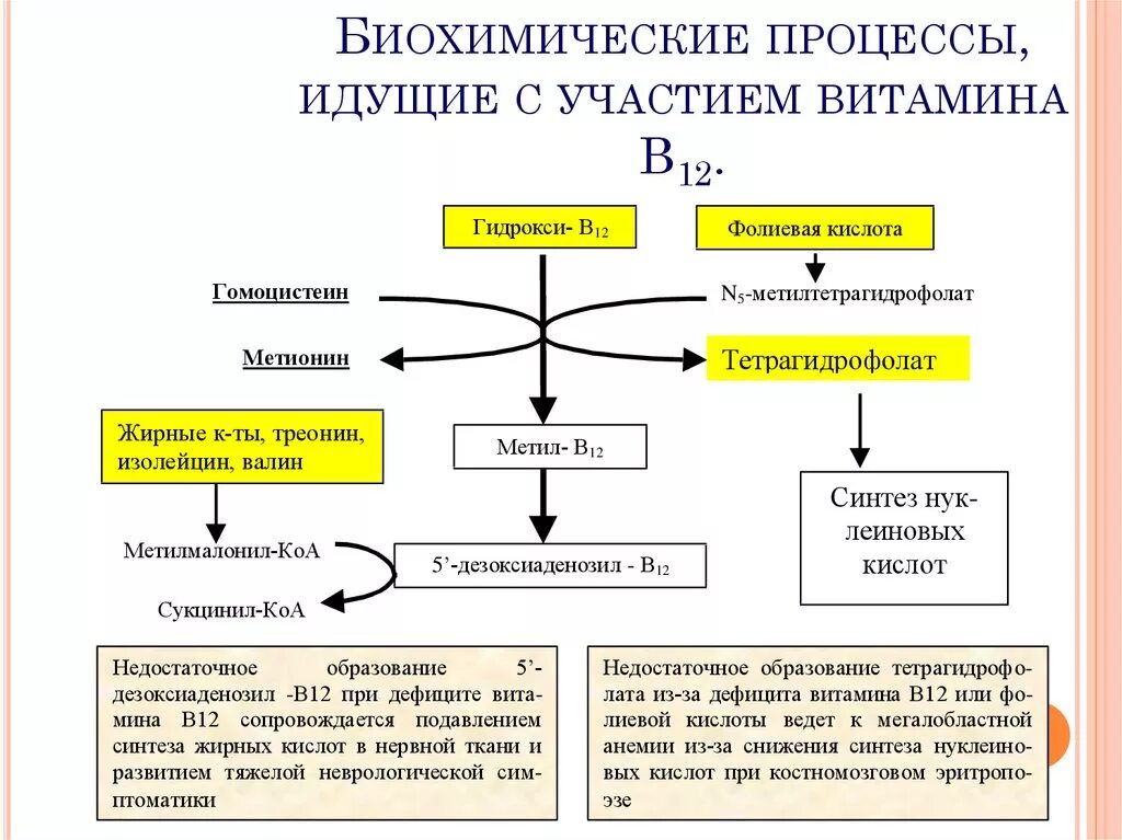 Витамин б12 биохимические функции. Обмен витамина в12 схема. Схема обмена витамина б12. Схема обмена витамина б12 в организме.