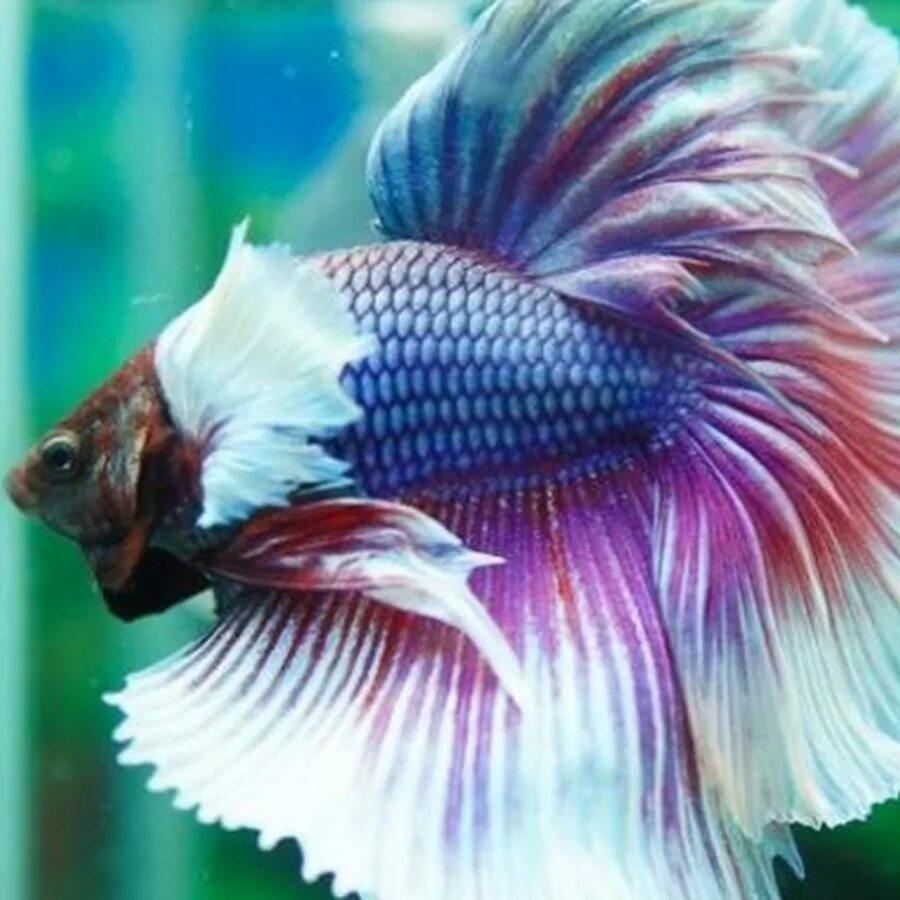 Рыбка петушок betta splendens. Рыбка петушок бетта спленденс. Петушок сиамский супердельта. Петушок бетта спленденс самец. Петушок коронохвостый аквариумная рыбка.