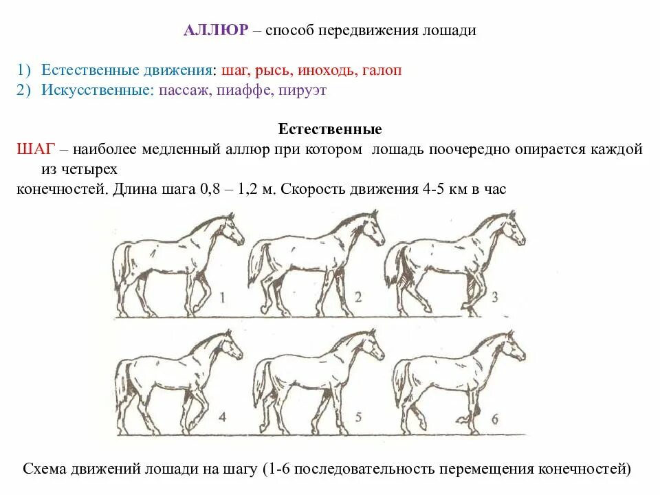 Какую работу совершает лошадь при перевозке. Галоп Аллюр лошади схема. Аллюр виды аллюров лошади. Иноходь лошади схема. Шаг лошади схема.