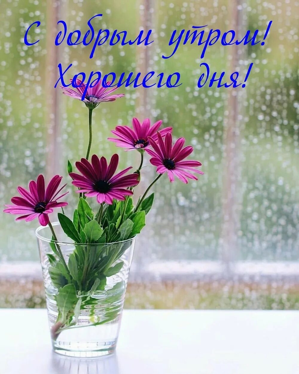 Хорошего настроения в дождливую погоду. Цветы на окне. Доброе дождливое утро. Яркий цветок на окне. Утренние цветы.