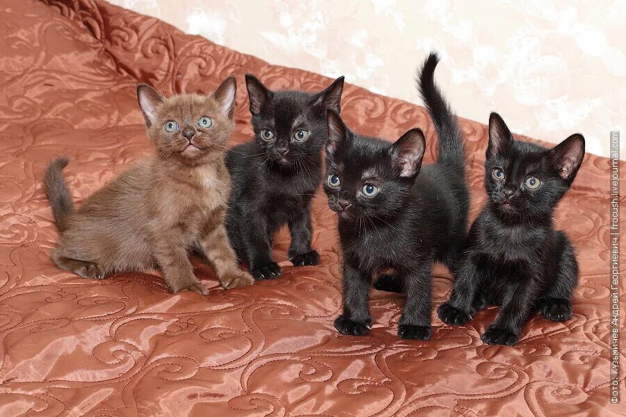 Котята бомбейской породы. Бомбейская кошка котенок. Черный котенок Бомбей. Бомбейская порода кошек котята. Какие черные котята есть