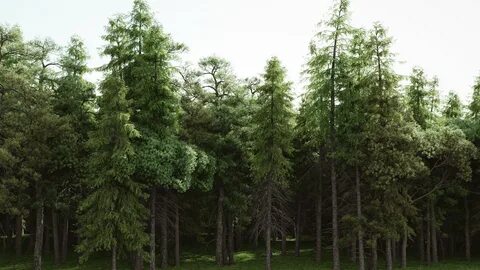 Лесной без