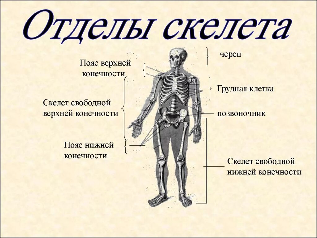Какие отделы имеет скелет. Отделы скелета. jnltks crfktnf. скелет человека отделы скелета. строение отделов скелета.
