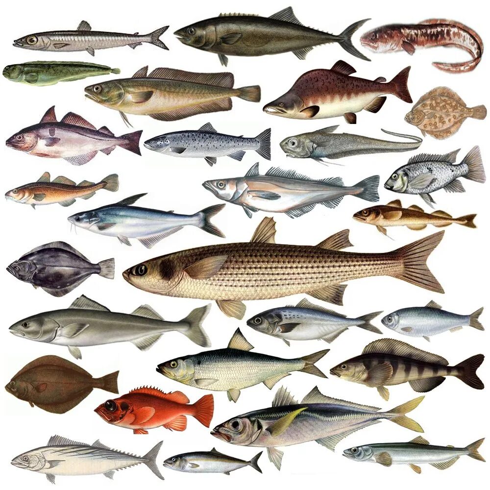 Пресноводные рыбы. Озерные рыбы. Рыба в реке. Пресноводные рыбы Казахстана.