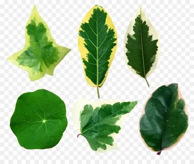 This leaves