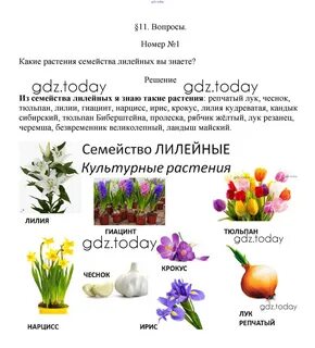 Какие цветы относятся к семейству лилейные