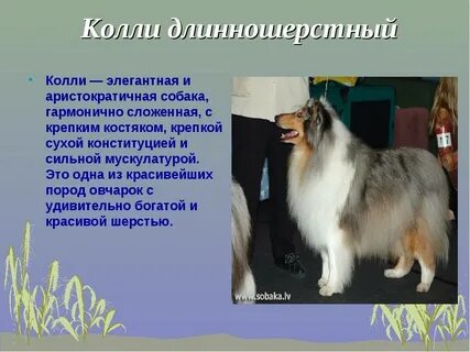 Пород реферат