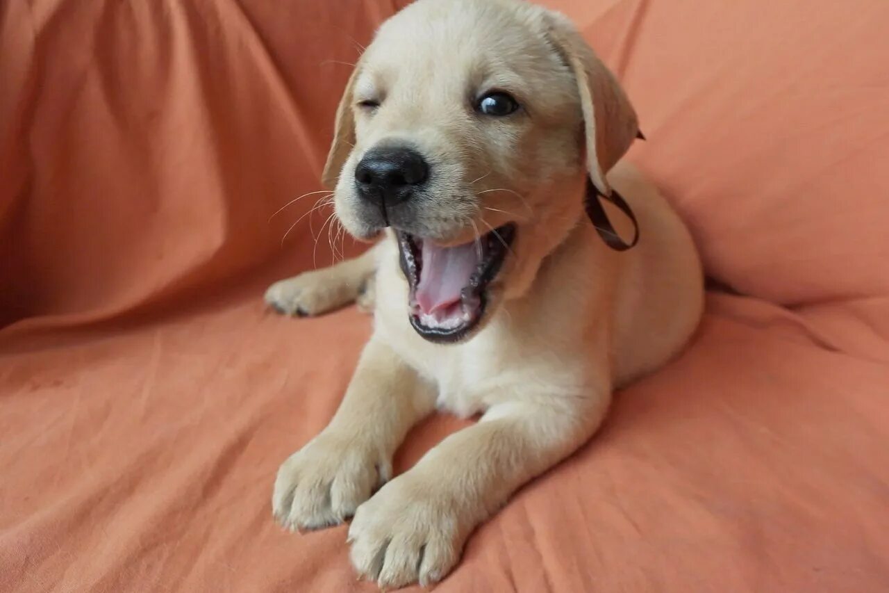 собака видео есть