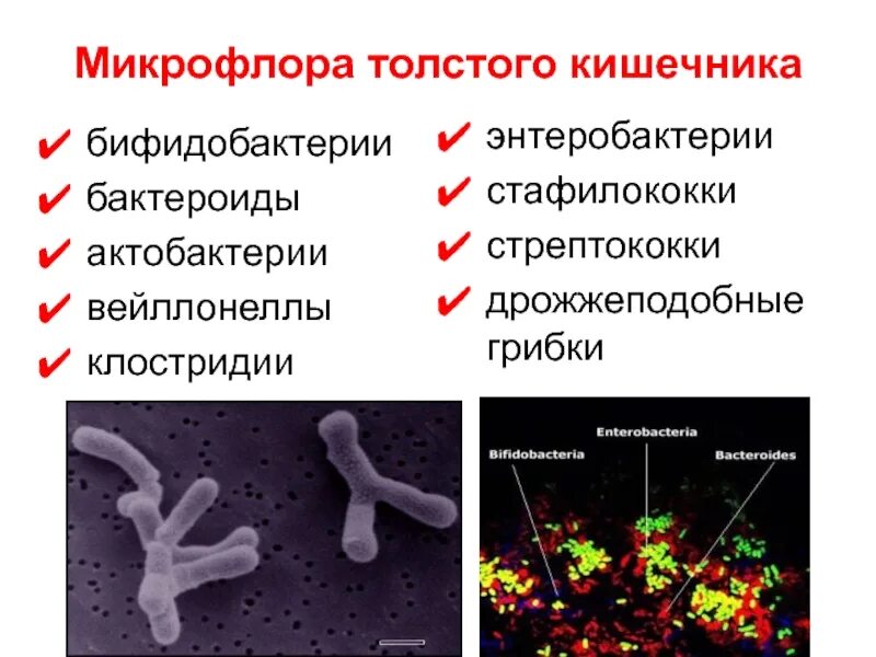 Форум микрофлора. Форум микрофлора