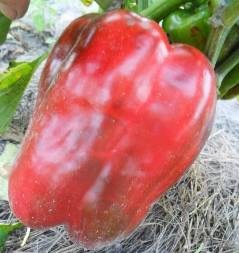 Самый ранний перец. Перец крупноплодный раннеспелый. Перец бизон красный. Сорта перца сладкого толстостенного. Перец сладкий ранняя птаха.