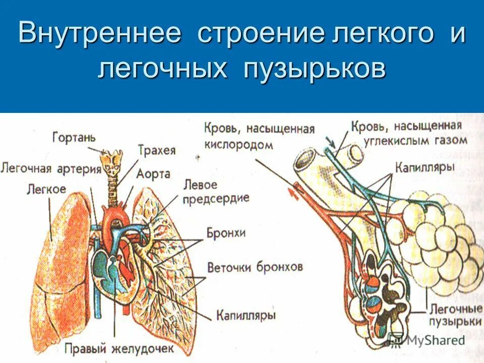 Легкие человека конспект. Легкое анатомия внутреннее строение. Внутренне строение легких. Схема внутреннего строения легкого. Схематическое строение легких.